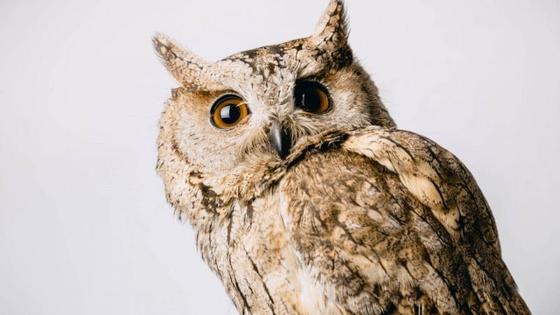 Owl! Huh, Look at their eye’s. They look awesome